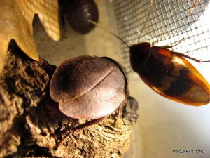 Samička in samček v ozadju