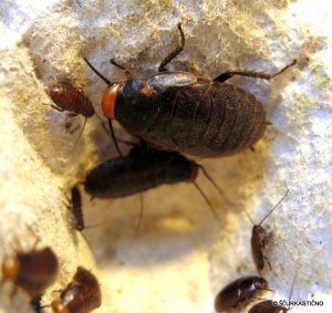 oxyhaloa-deusta-red-head-roach