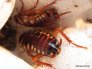 periplaneta-australasiae.6