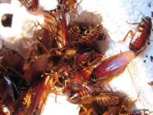 periplaneta-australasiae.7